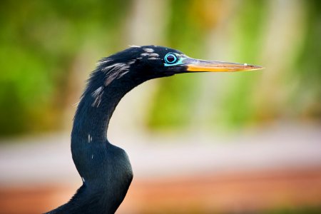 Male anhinga
