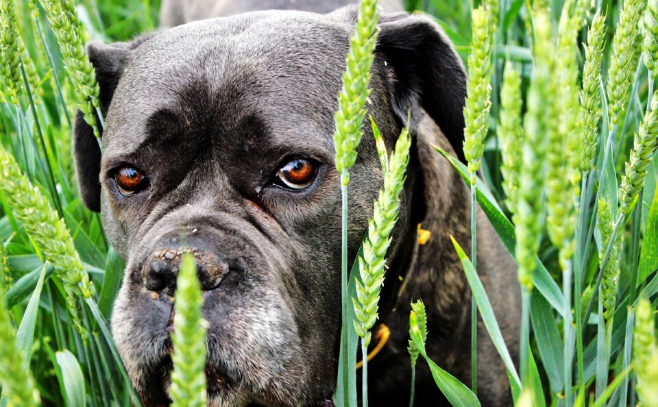Grain summer dog eyes