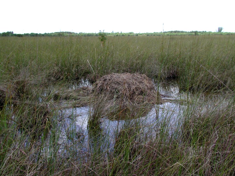 Alligator Nest (2), NPSPhoto