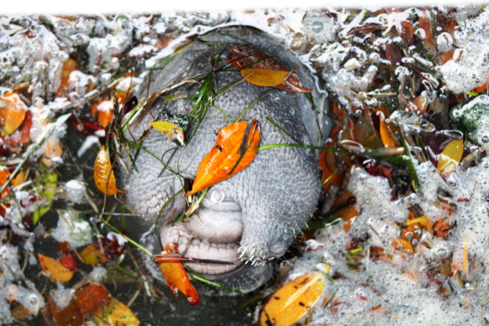 Manatee Head Closeup