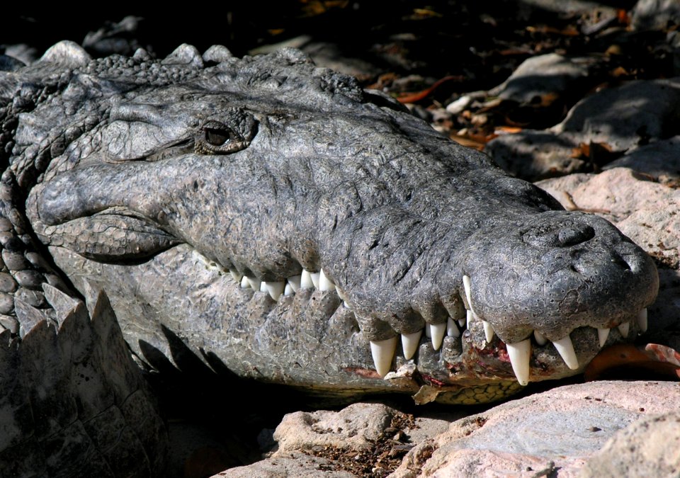 Crocodile 1, NPSphoto, S. Zenner