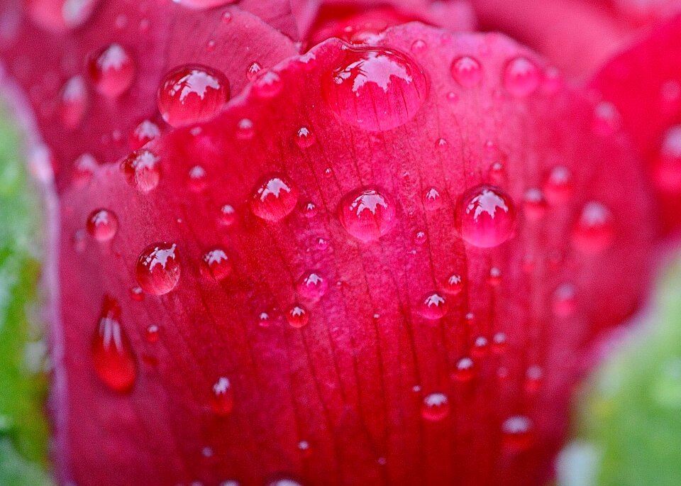 Raindrop nature macro
