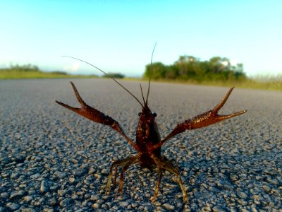 Crayfish waving its Claws