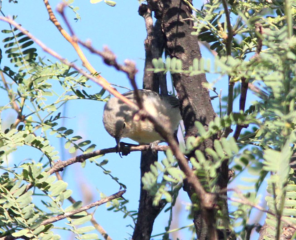 WARBLER, LUCY'S (8-28-10) blue haven rd, patagonia, scc, az -01