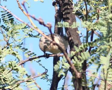 WARBLER, LUCY'S (8-28-10) blue haven rd, patagonia, scc, az -01