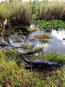 Alligator Point at Anhinga Trail
