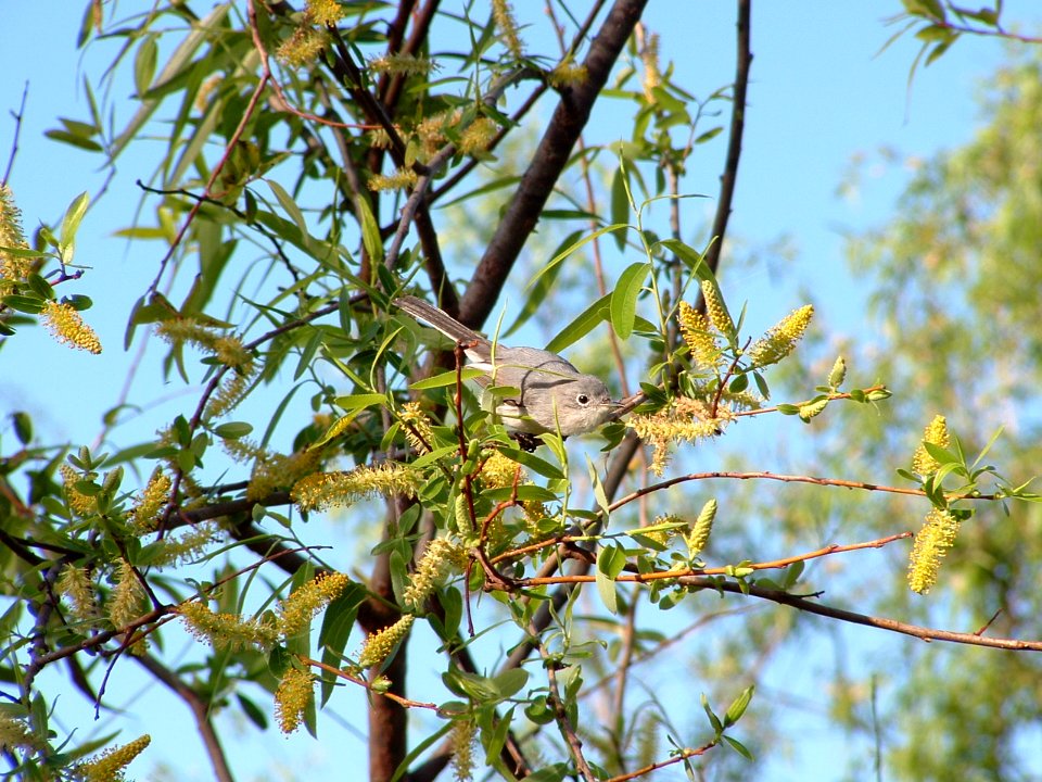 Blue-gray Gnatcatcher