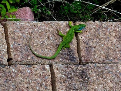 Lézard vert ab