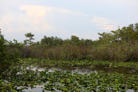 Anhinga Trail
