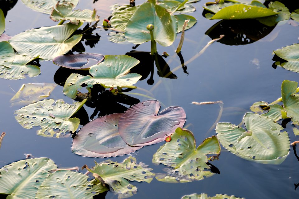 Spatterdock Leaves