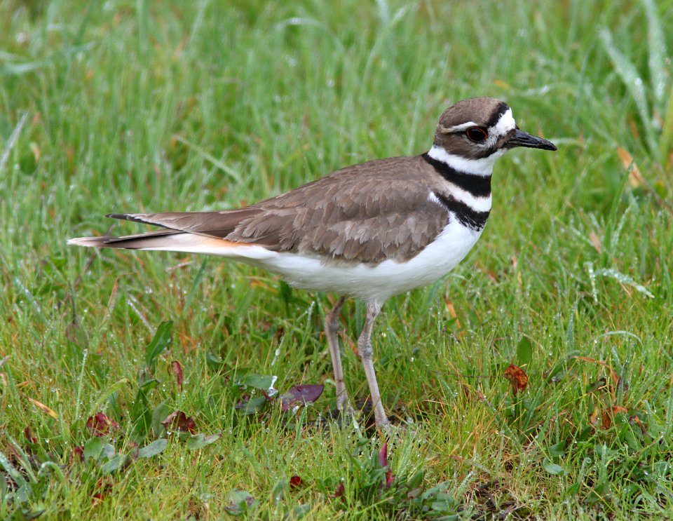 KILLDEER (2-1-11) ca -03