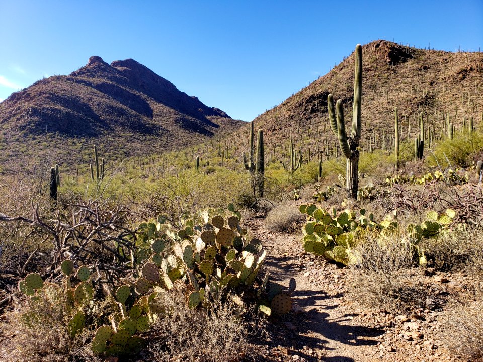 cat mountain trail in Tucson mountain park