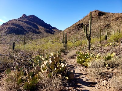 cat mountain trail in Tucson mountain park