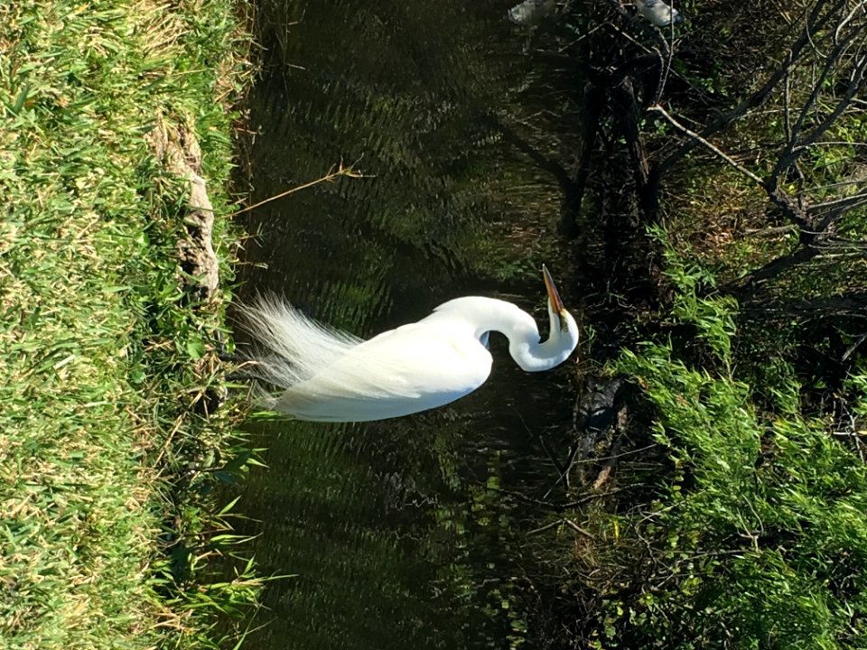 Great Egret at Shark Valley
