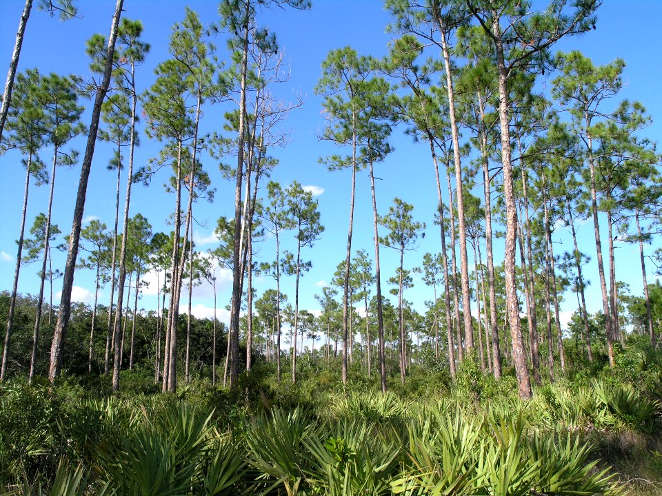 Slash Pine, NPSPhoto, Sarah Zenner