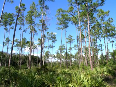 Slash Pine, NPSPhoto, Sarah Zenner