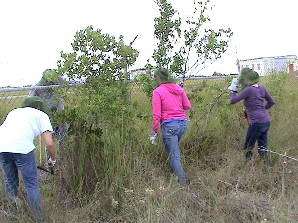 Minitree removal, fenceline