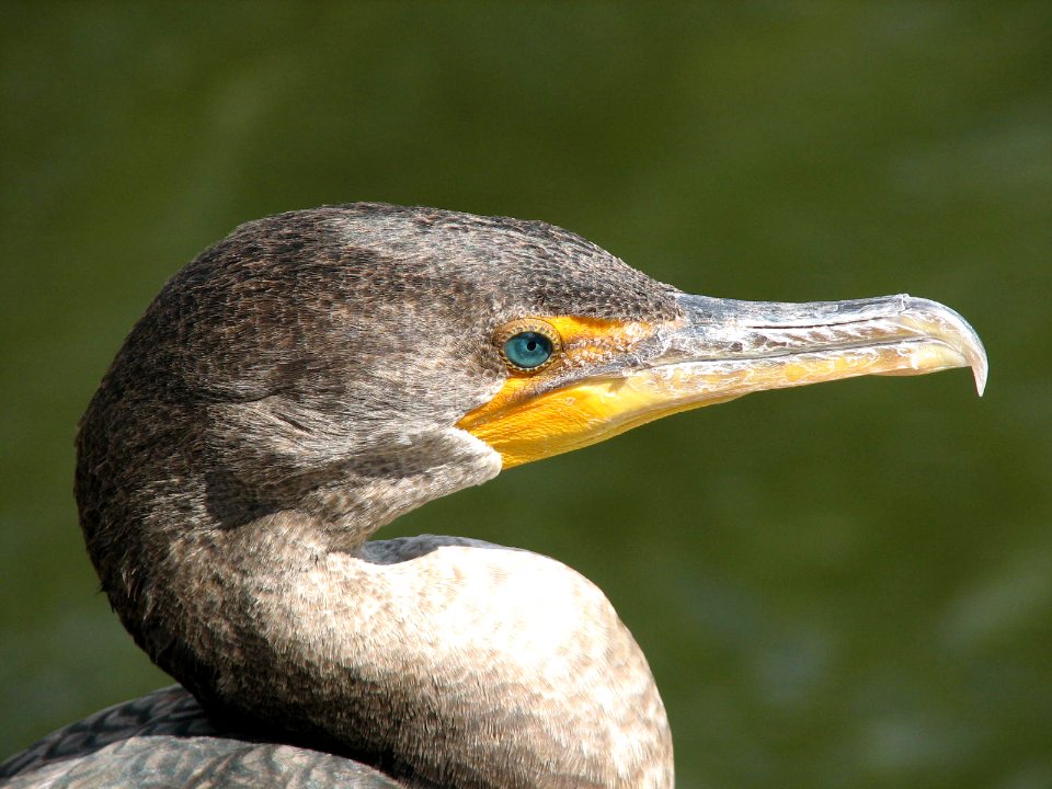 Double-crested Cormorant photo