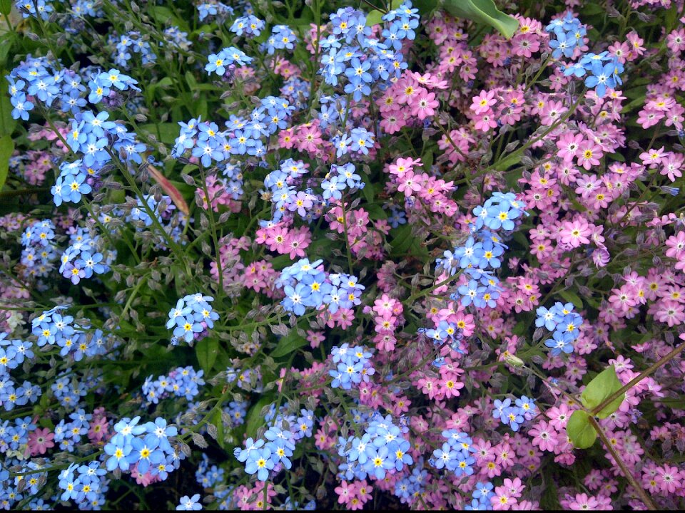 Flower nature blooming