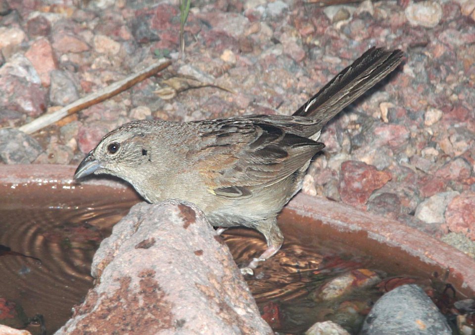 SPARROW, BOTTERI'S (8-10-10) yard, west of patagonia, scc, az -01