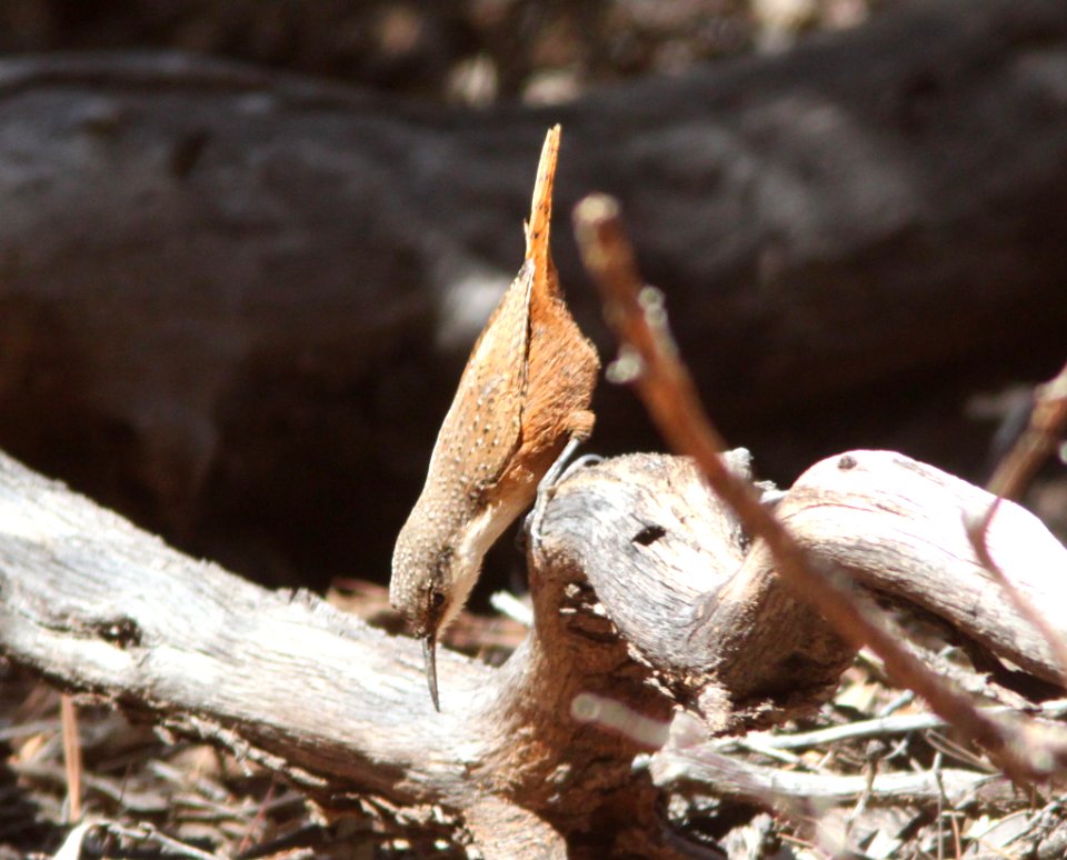 WREN, CANYON (12-16-10) humboldt cyn, scc, az -01