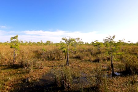 Dry conditions in Everglades National Park photo