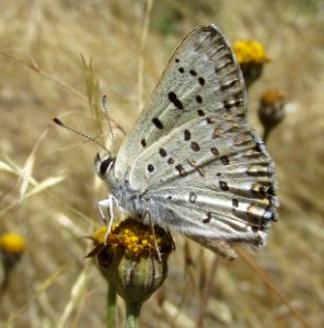 Great Copper, Lycaena xanthoides