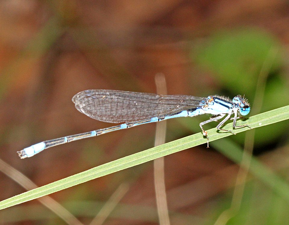 BLUET, ARROYO (Enallagma praevarum) (8-24-10) pena blanca lake, scc, az -01