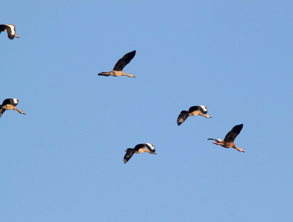 WHISTLING-DUCK, BLACK-BELLIED (9-21-10) west end, pat lake state park, scc, az -01