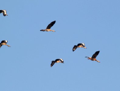 WHISTLING-DUCK, BLACK-BELLIED (9-21-10) west end, pat lake state park, scc, az -01