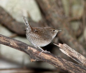 WREN, HOUSE (1-16-11) patagonia rest stop, sonoita creek, scc, az -01
