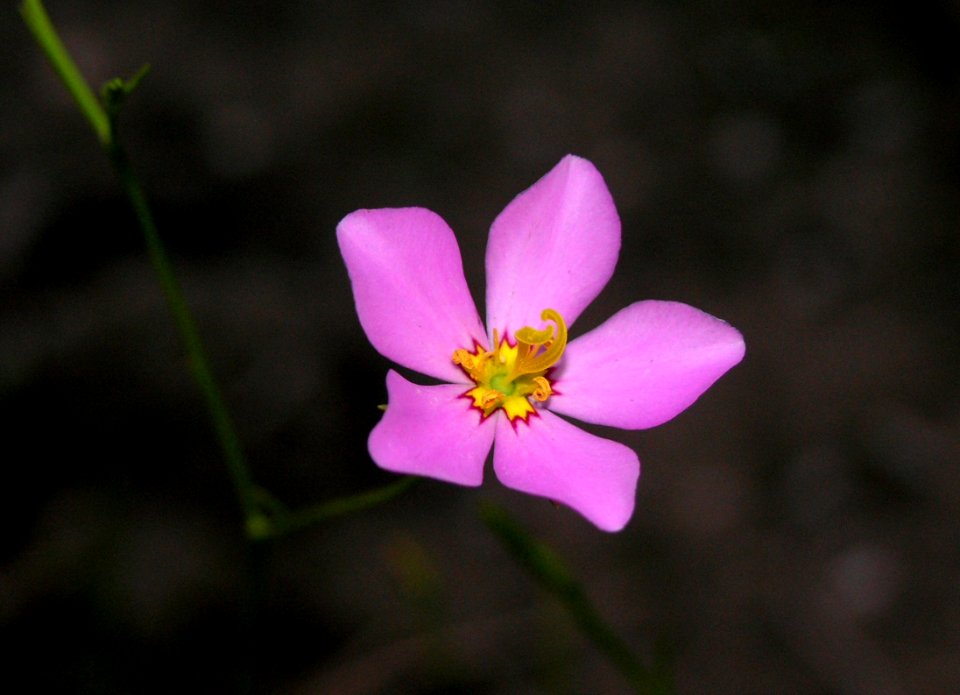 Marsh Pink, NPSPhoto.jpg