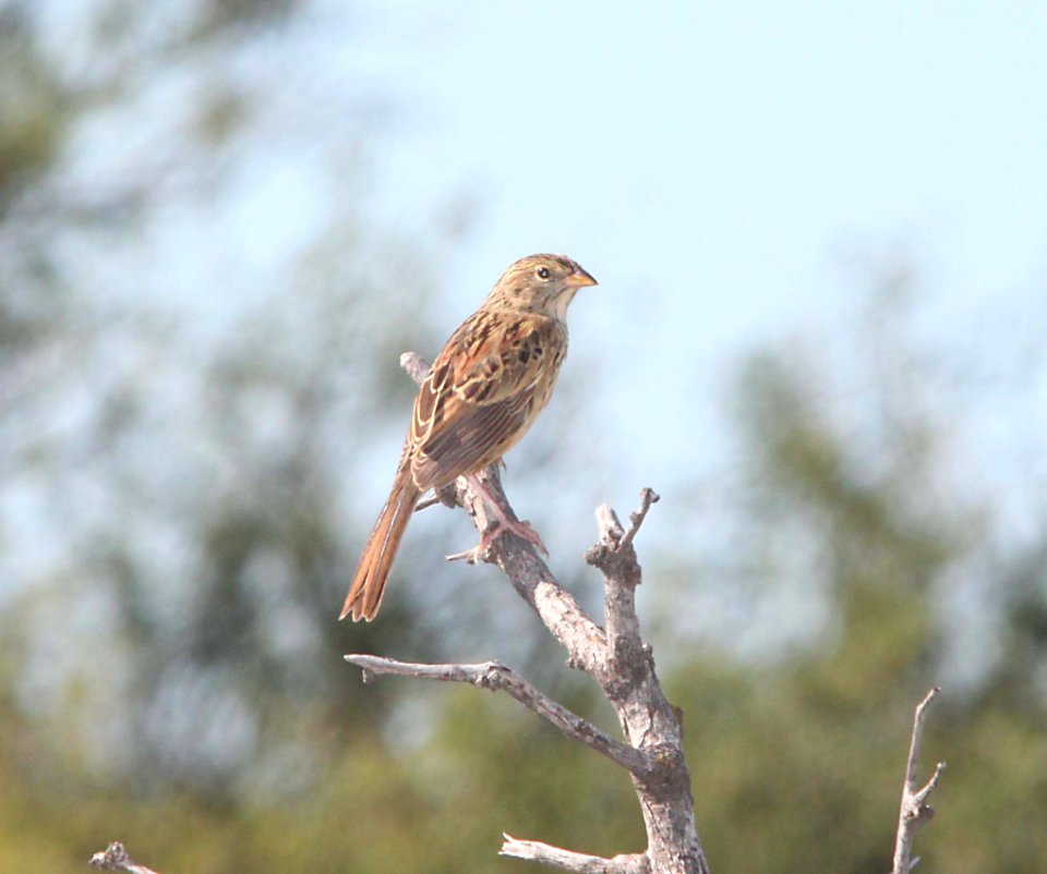 SPARROW, BOTTERI'S imm (9-16-10) las cienegas, az -01