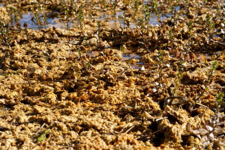 Periphyton at Long Pine Key