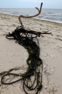 NPSPhoto M.Collier 2019 CS BeachClean LineonDriftwood