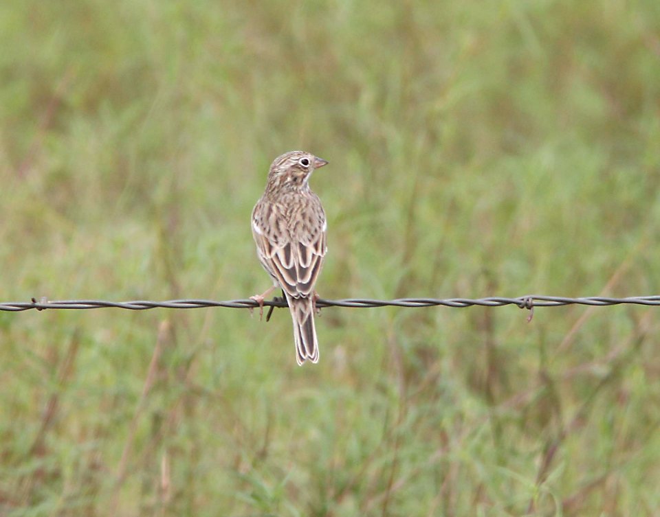 SPARROW, VESPER (9-12-10) san rafael valley, scc, az -04