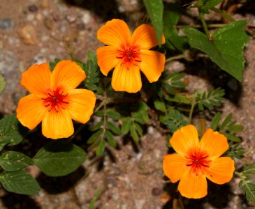ORANGE CALTROP (Kallstroemia grandiflora) (8-23-10) sonoita creek, patagonia, scc, az -02