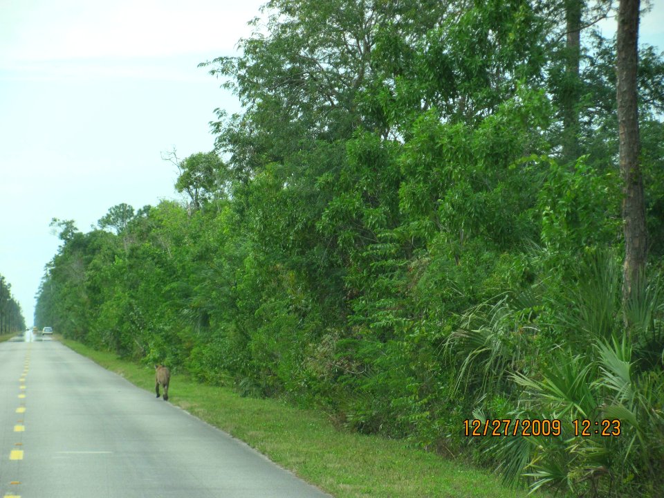 FL Panther I, NPSphoto