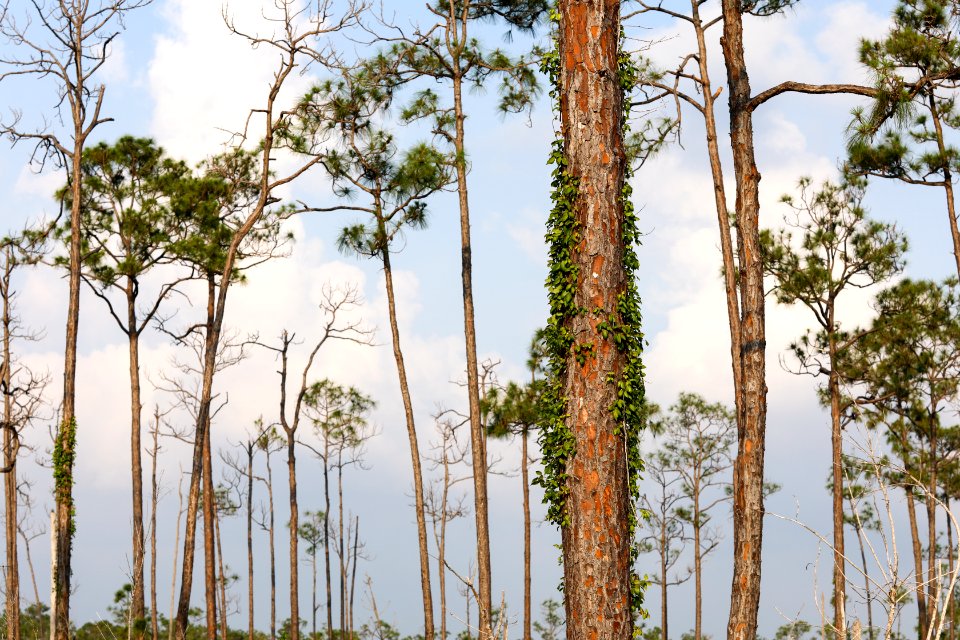 Vines on pine trees