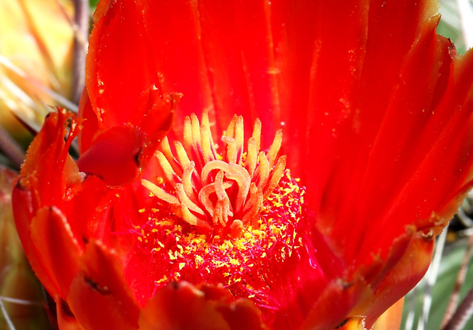 CACTUS, BARREL (Ferocactus emoryi) (8-27-12) pat lake state park, scc, az -02