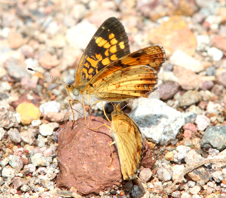 CRESCENT, PEARL (Phycoides tharos) (8-28-10) blue haven rd, patagonia, scc, az -02