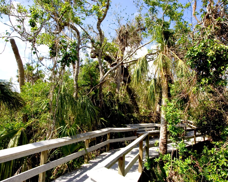 Mahogany Hammock Boardwalk (4), NPSPhoto
