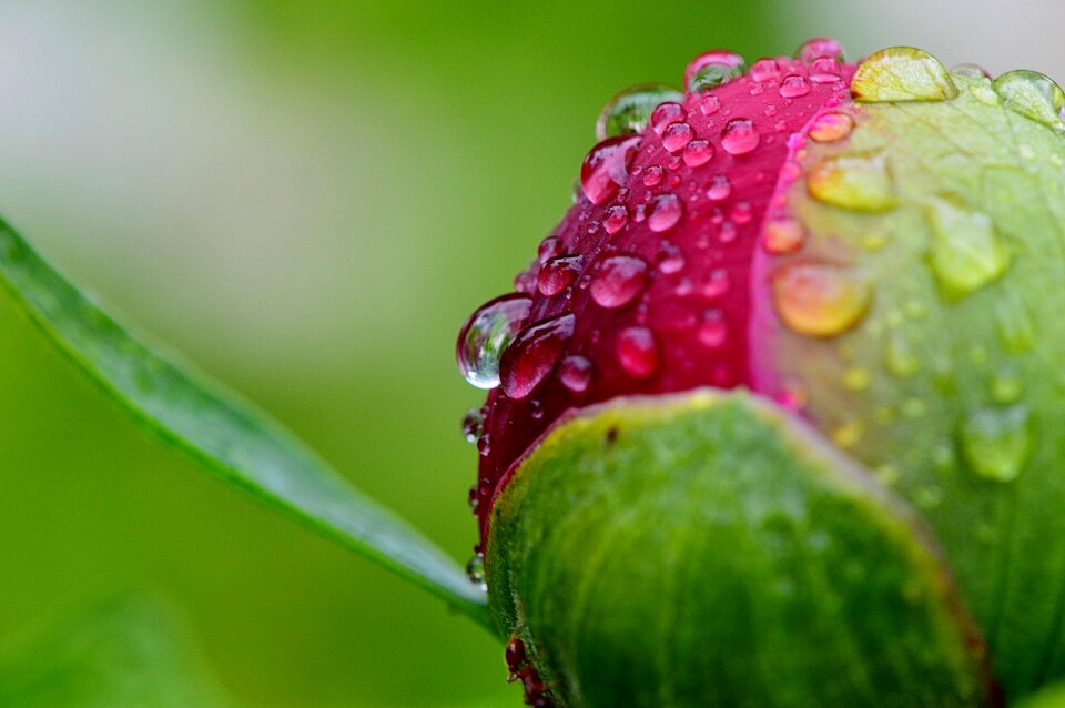 Raindrop nature macro
