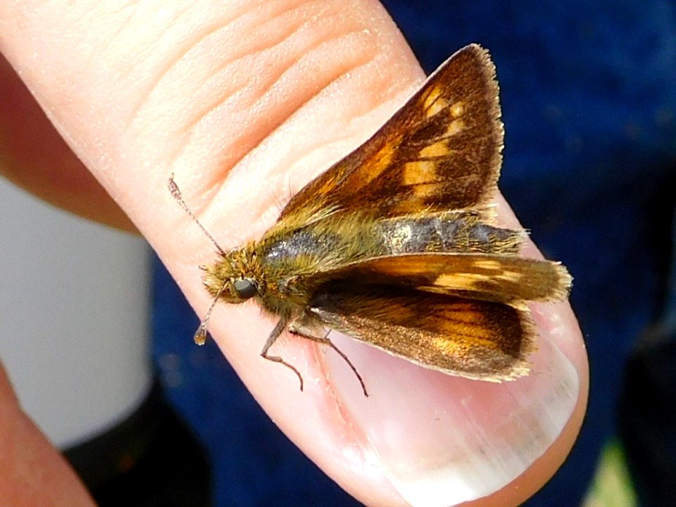 Mardon Skipper, Polites mardon klamathensis