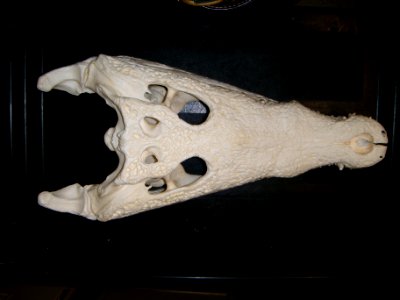 Crocodile Skull, NPSPhoto, Larry Perez