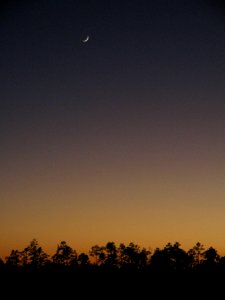 Long Pine Key Nature Trail (4), NPSPhoto