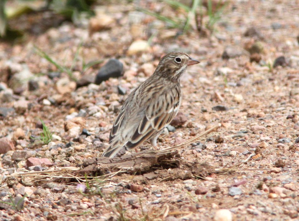 SPARROW, VESPER (9-12-10) san rafael valley, scc, az -03