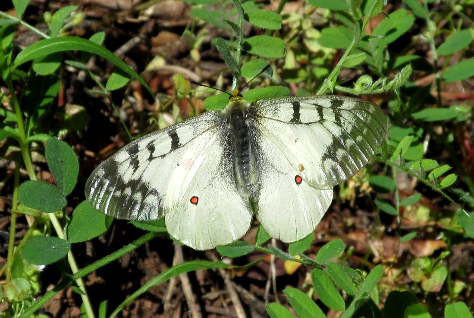 Clodius Parnassian, Parnassius clodius