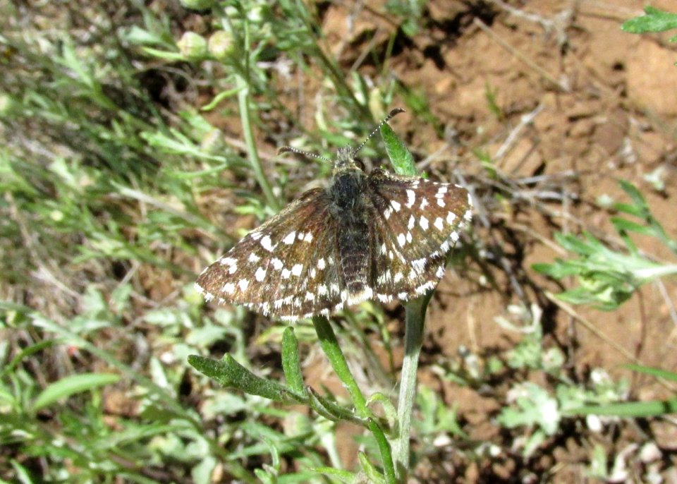 Two-Banded Checkered Skipper, Pyrgus ruralis