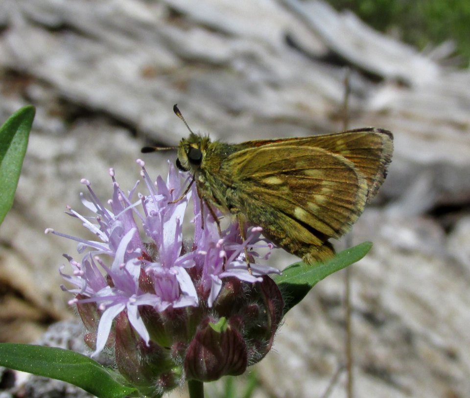 Sonoran Skipper, Polites sonora